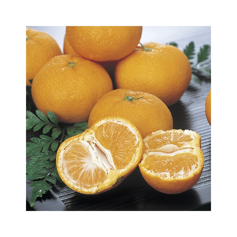 Japanese wholesale bulk Japan food products with good quality