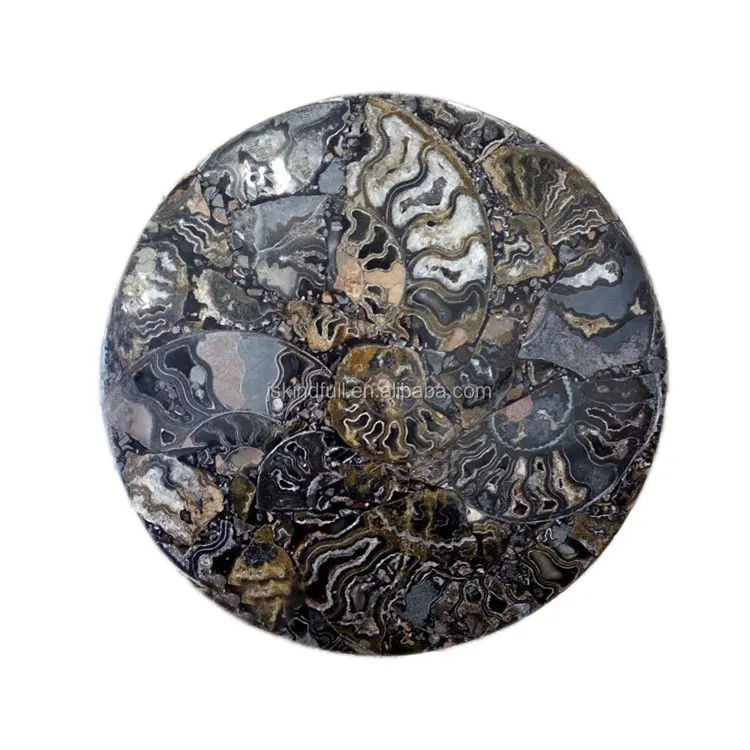 Natural the rare black ammonite fossil plate for sale