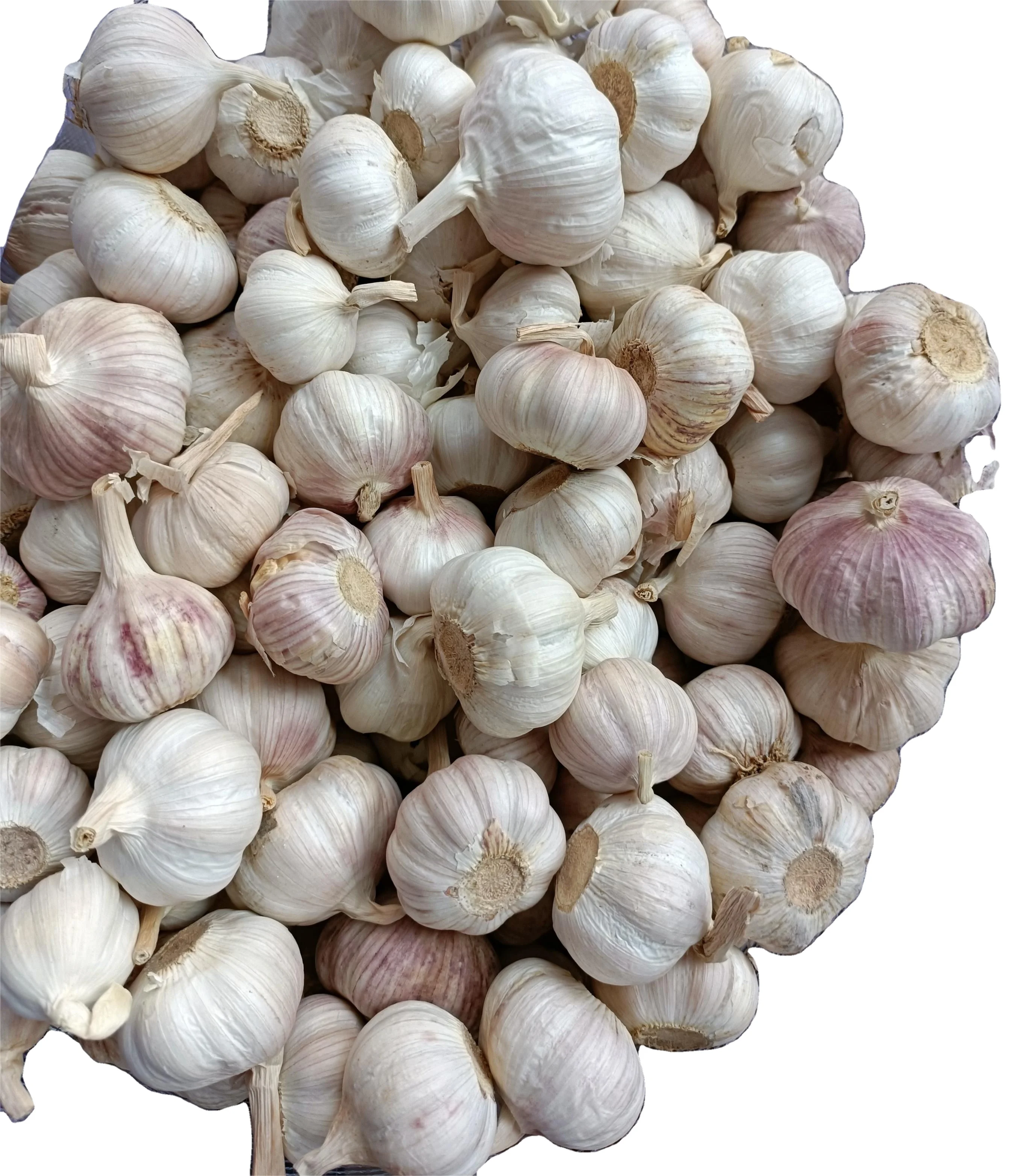 Свежий нормальный белый чеснок высокого качества чистый