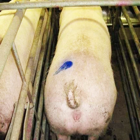 Animal marking paint, marking paint for pig, sheep, tail