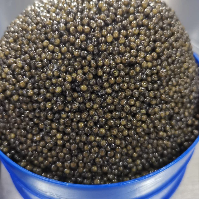 Китайская фабрика напрямую экспортирует замороженную белугу Гибридный осетровый кавиа