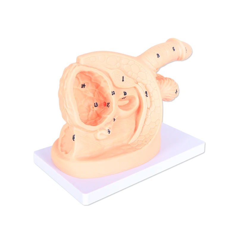 Усовершенствованные внутренние и внешние генитальные органы для мужчин