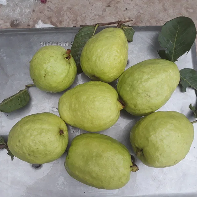 
New crop 2020 fresh guava fruit origin from Vietnam 