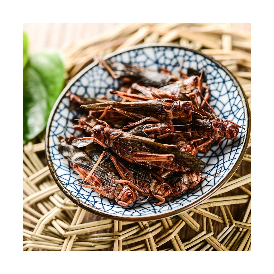 Кузнечик хит продаж съедобный корм для насекомых экологически