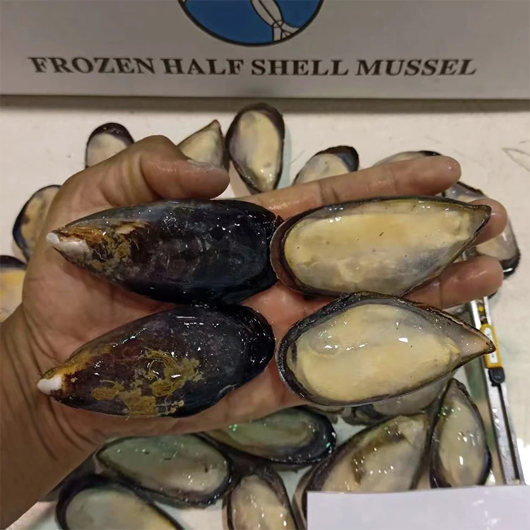 New Arrival  Mussel SANFENG SEAFOOD IQF Half Shell Mussel Shellfish Mussel for Export