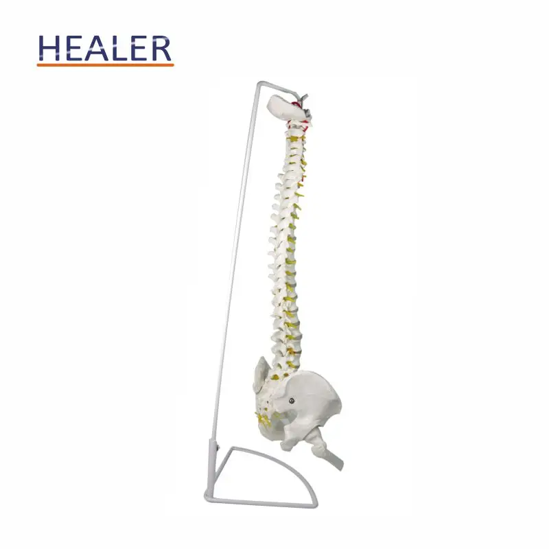 45 cm Vertebrate Model with neuro,human spine model,teaching model