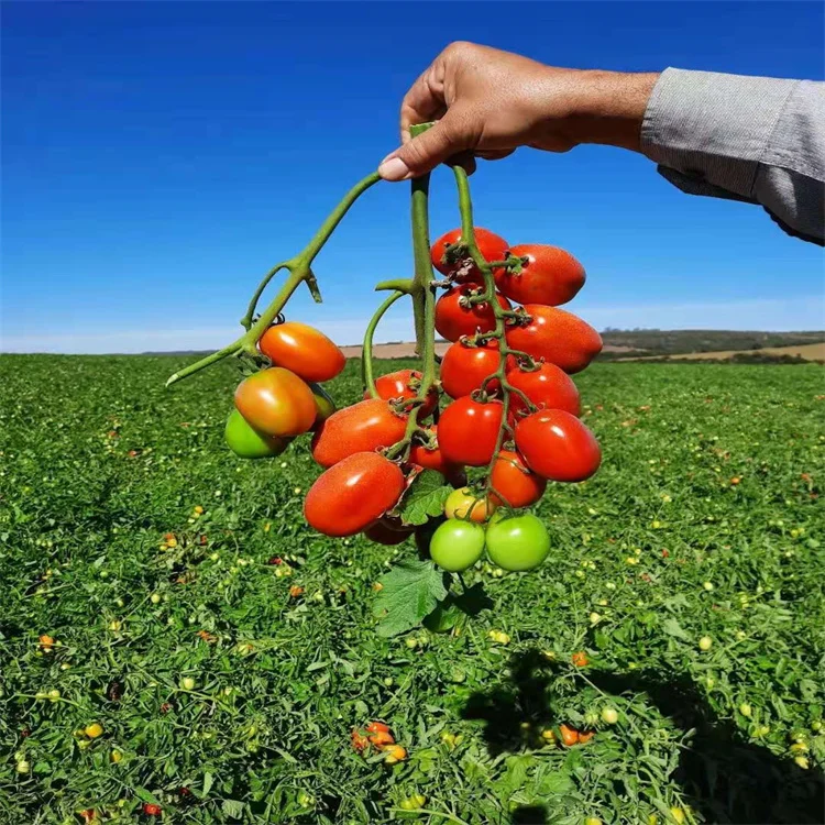  High yield vegetable seeds red tomato