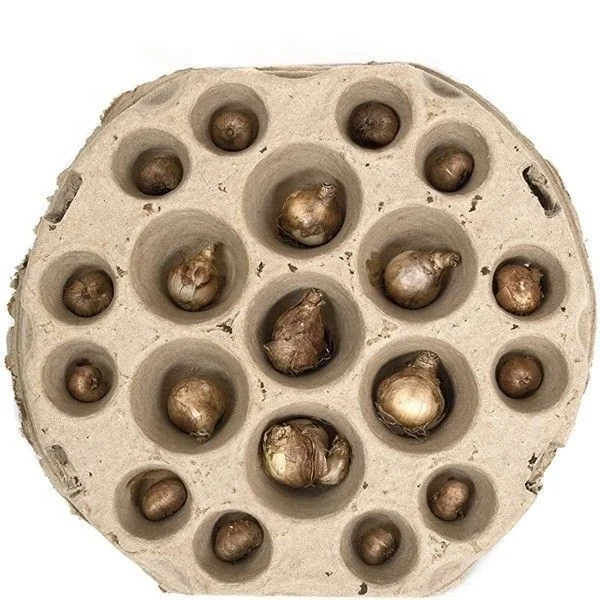 Home Garden Easy Planting Bulb Trap Tulip Pack of 4