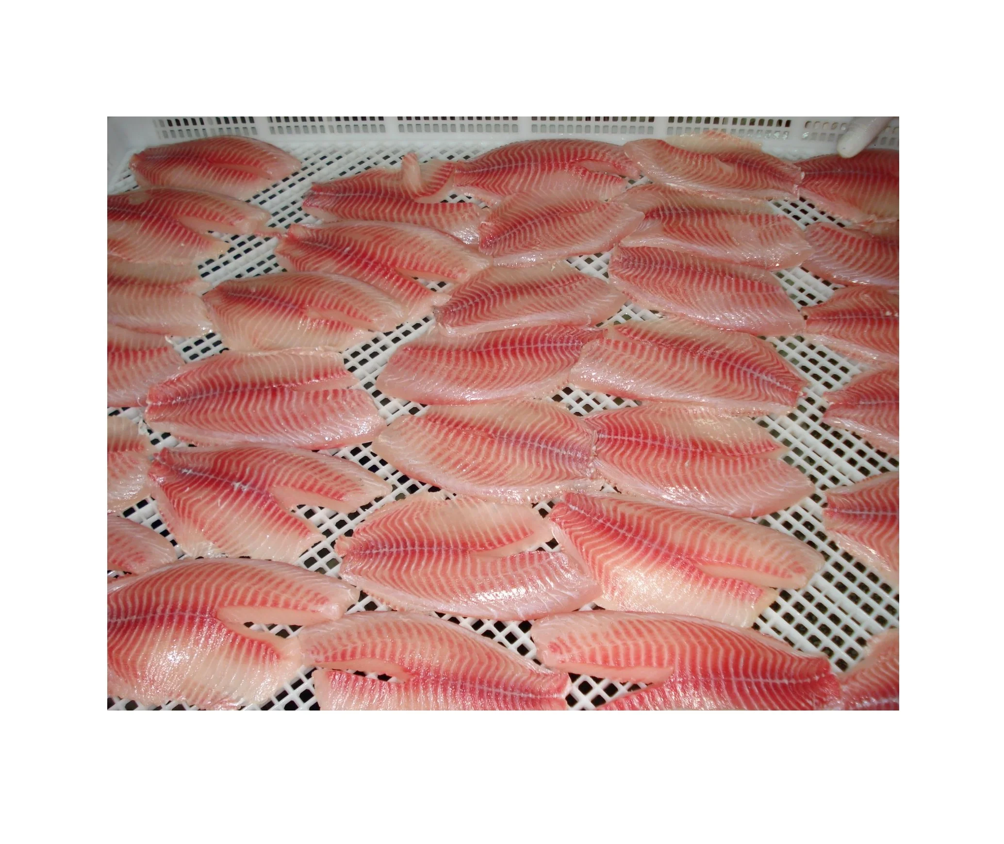 2023 hot-sale China tilapia fillet wholesale price frozen fish frozen seafood Fillet  de tilapia fish ,wholesale tilapia