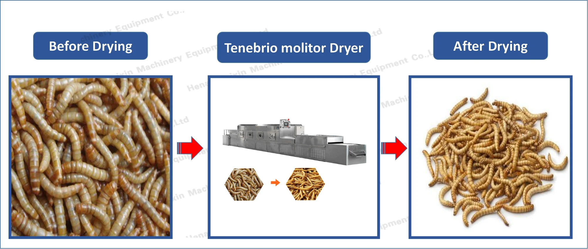 black soldier fly larvae dryer