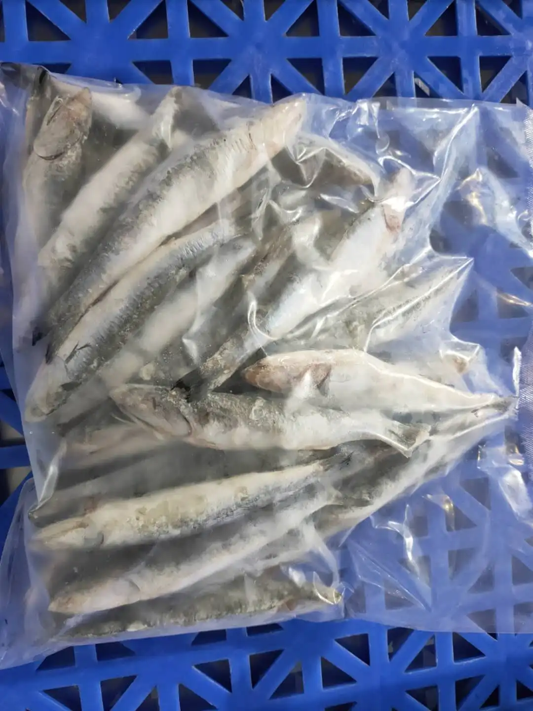 Hot sale IQF sardine  whole round import export wholesale