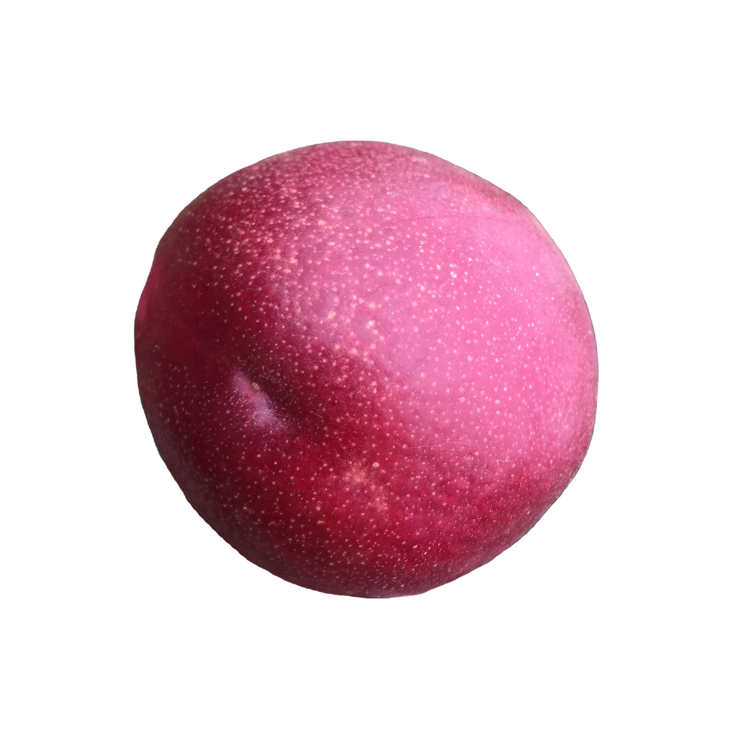 
 Wholesale fresh quality cherries  