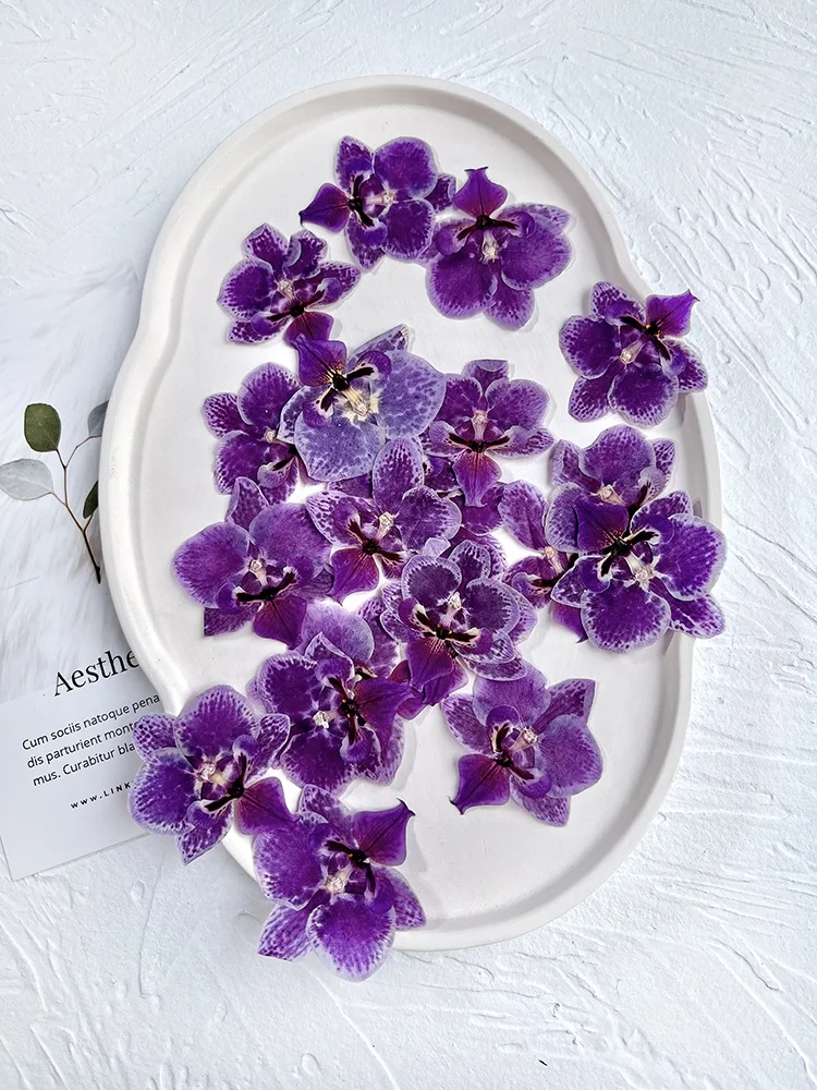 Pressed Flower Moth Orchid, Butterfly Orchid, Phalaenopsis Amabilis Suitable For Lamp Frame Bookmark Child Education