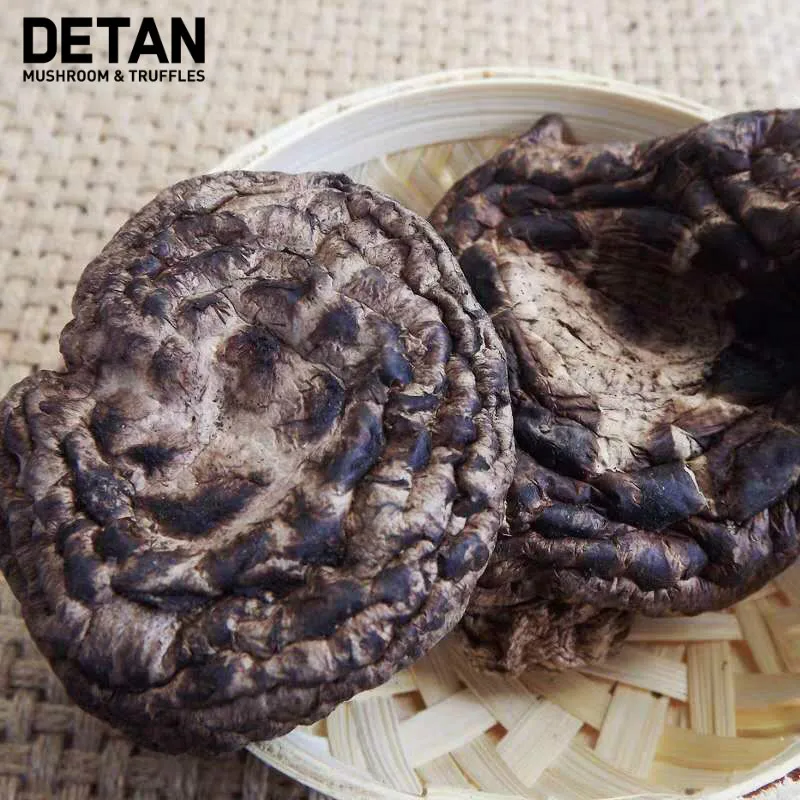 Detan высокое качество Свежий Дикий сааркодон имбрикатный