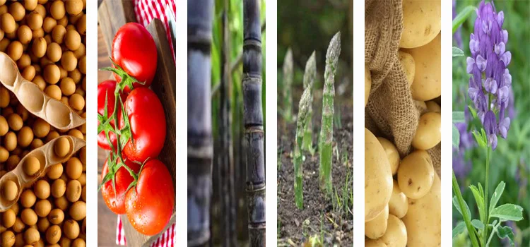 Herbiside metribuzin 70% wp price