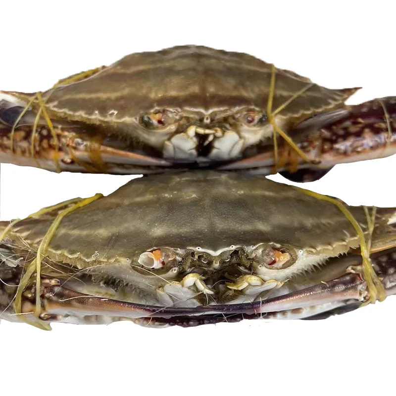 Fresh frozen blue crabs, natural high-quality whole crabs, imported seafood, wholesale affordable blue crabs