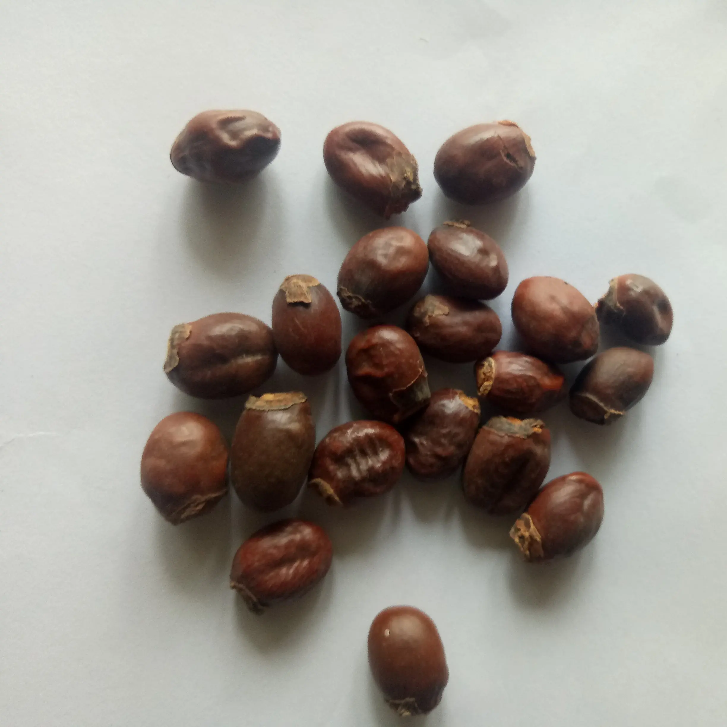 Li zhi he High quality pure seeds dried natural Semen