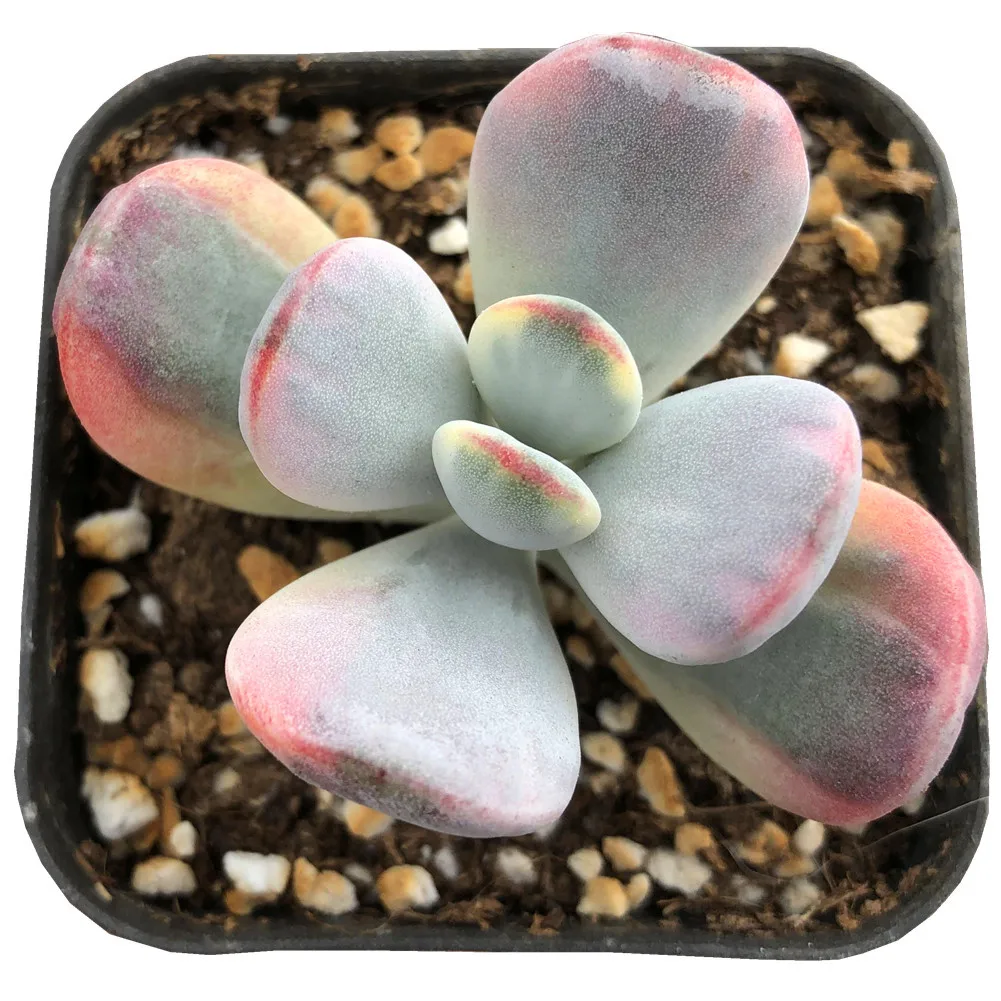 Горячая Распродажа, садовый питомник по низкой цене, акция, Cotyledon orbiculata cv, вариагментированные суккуленты, древесные растения