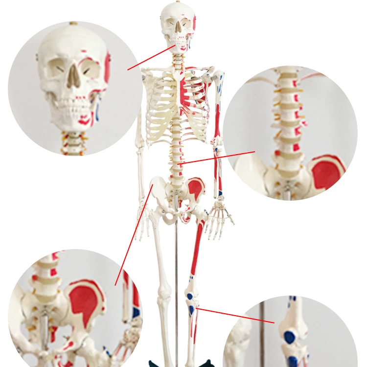 2023 The latest design of the whole body human skeleton model, scientific anatomy of the human body model