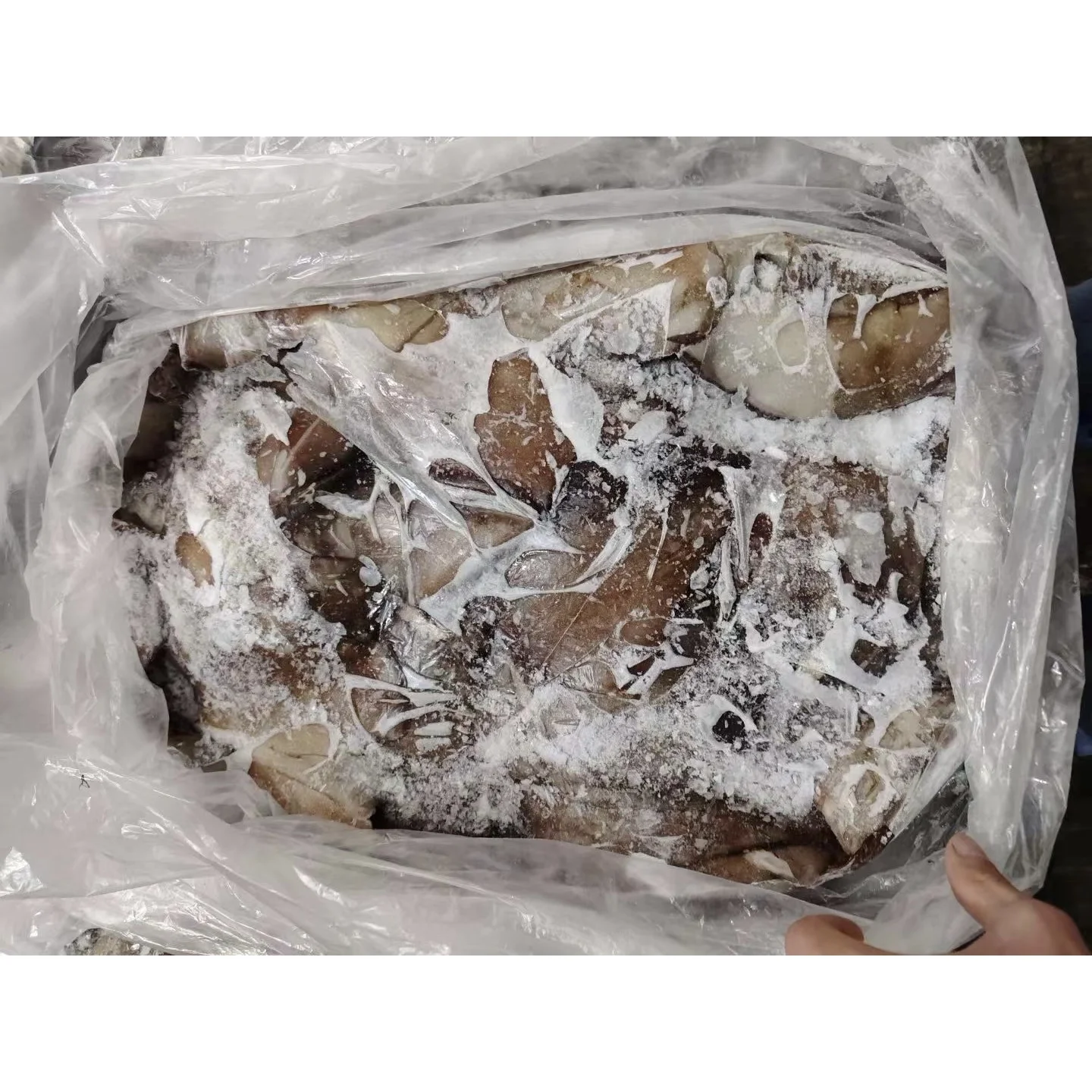 Frozen Seafood 1-2kg BQF Frozen Squid Wings/Ear