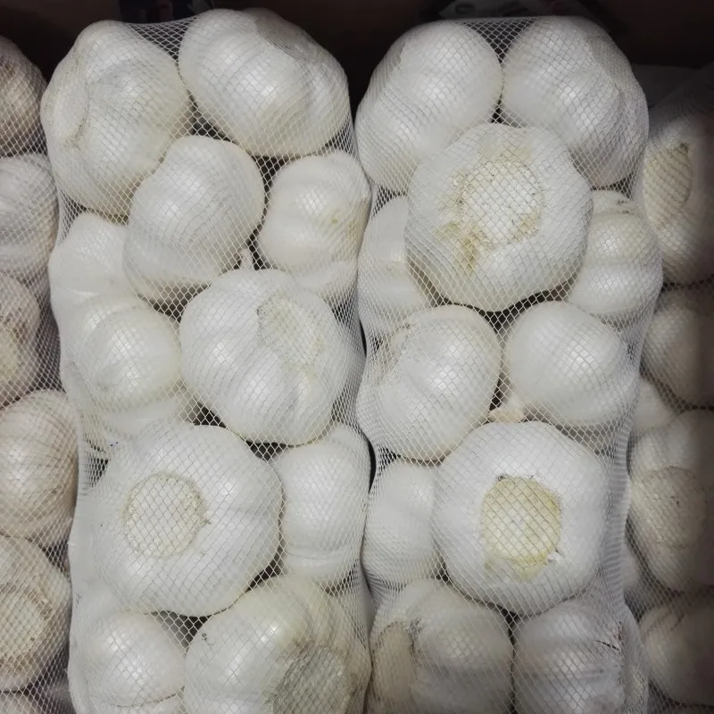 Garlic Price in China Fresh Normal White Origin Type Size Product Place Model hot selling for export