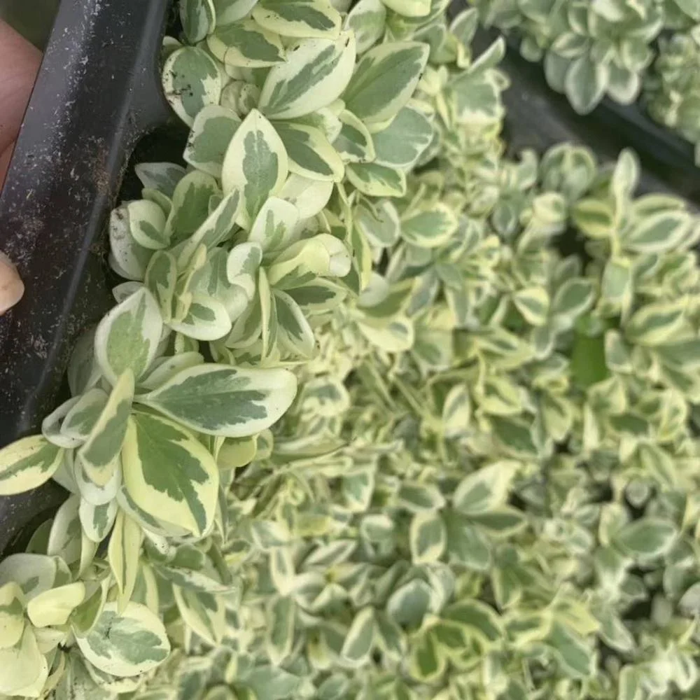 Тканевая культура рассады зантоксилум бангеанум