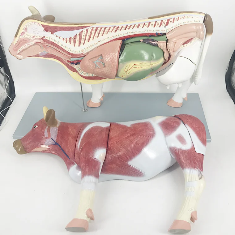 BMN/B028 Demonstrates the Muscle Structure and Visceral Anatomy Morphology of Cattle Educational Cattle Anatomy Model