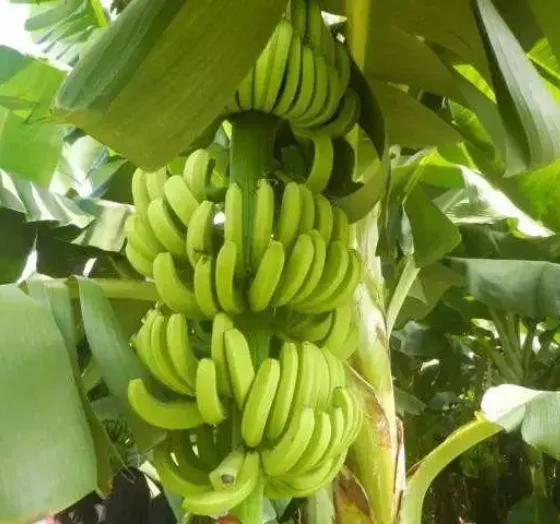 NPK compound fertilizer 20-10-10 granule with organic matter