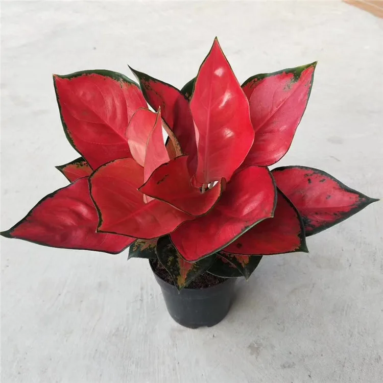Aglonema suksom jaipong - pohon bunga