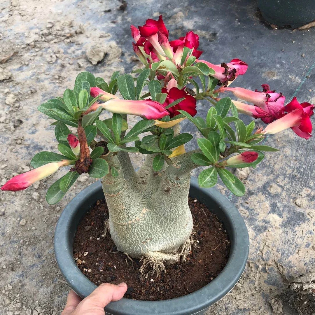 
Professional manufacture cheap foliage plants natural plants ornamental adenium abesum red flower 