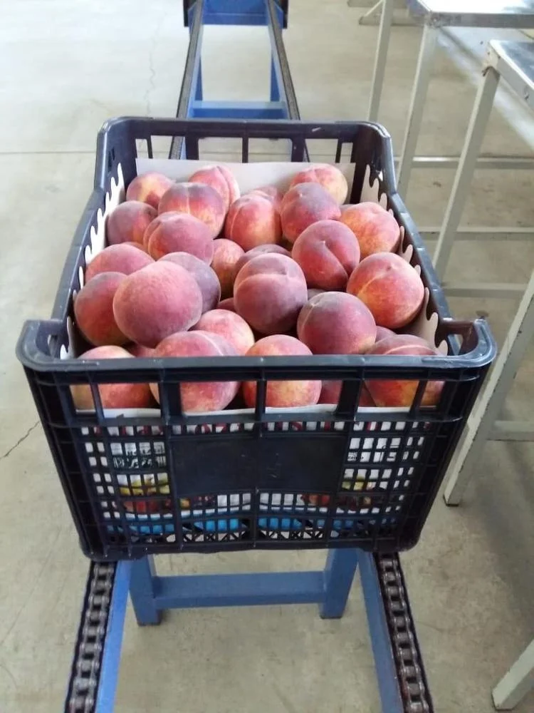 
High-quality wholesale natural BIO organic delicious fresh greek peaches 