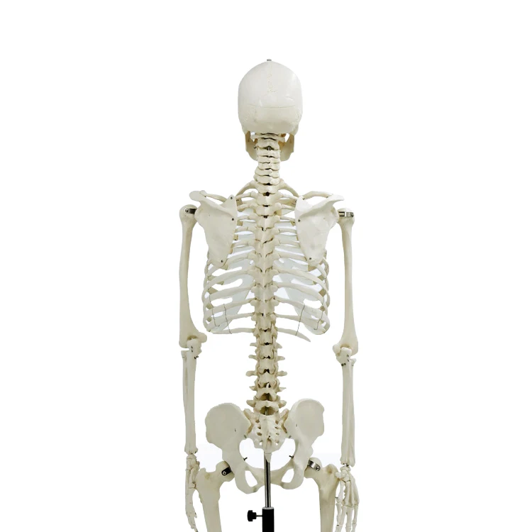 
170 cm teaching model medical skeleton model anatomical human anatomy of a human skeleton 