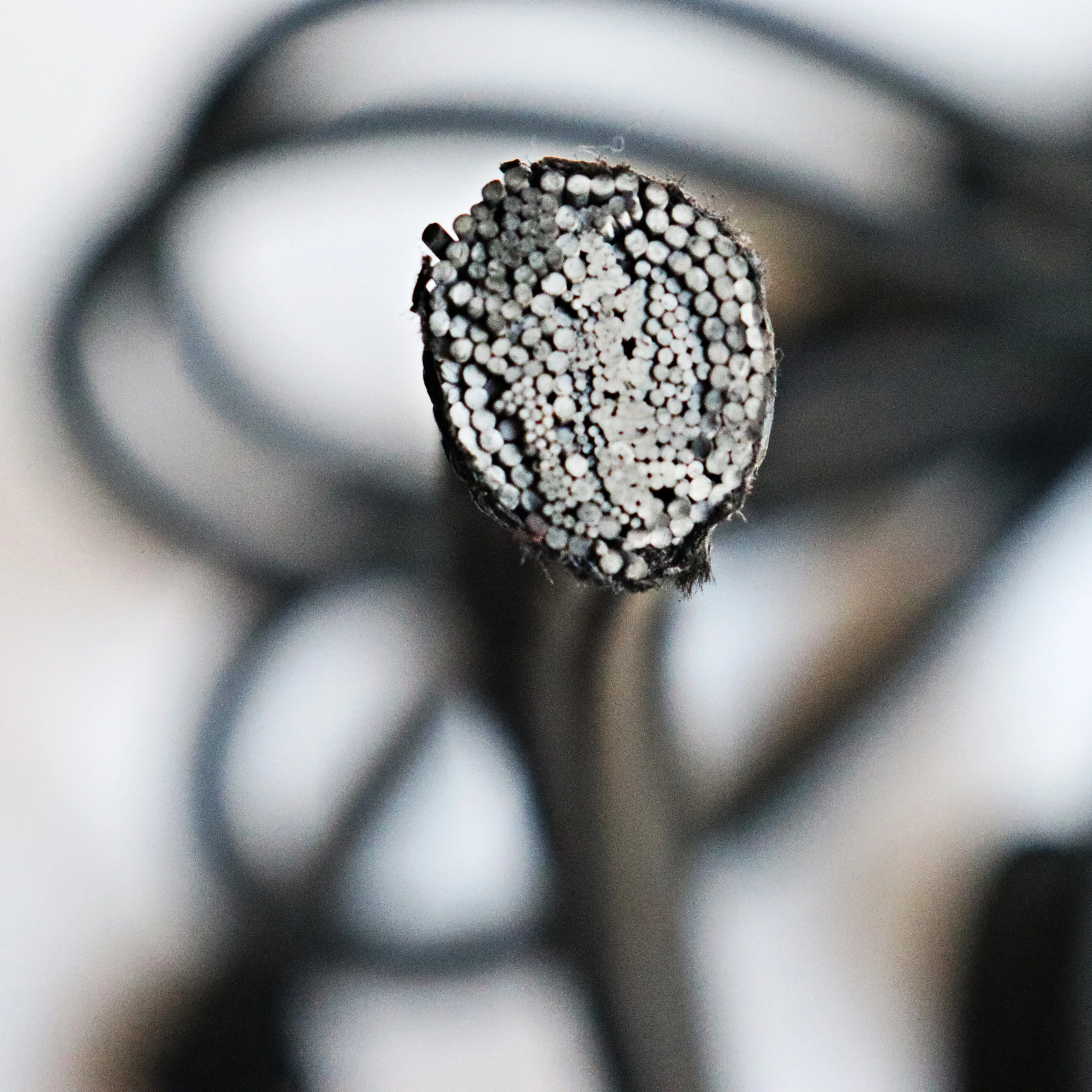 Bungee Cord Elastic Cord with Ball Black Wholesale Rubber Jump Exercise for Tent Outdoor Latex Duty Customized Heavy Camping TEX