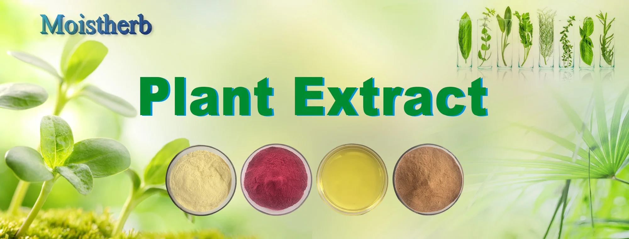 Factory Supply Quercetin Capsules Quercetin Powder Capsules