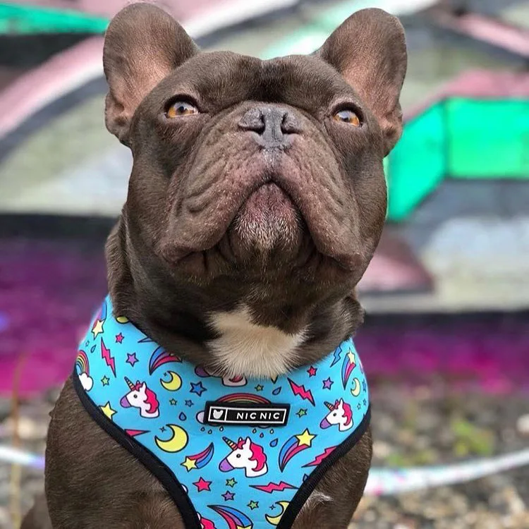 
Ins Hot Sale Dog Harness Personalised Breathable Mesh Traction Rope Dog Harness No Pull Set 