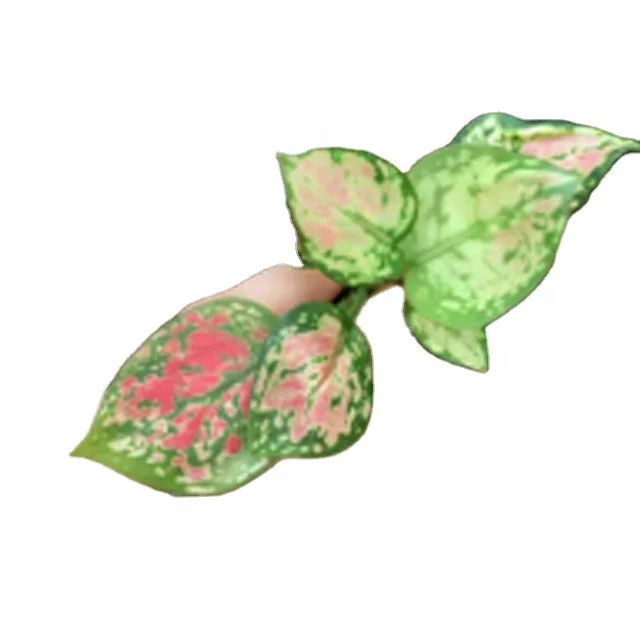 Aglaonema Red Kasumi plug seedlings South Korea other agricultural products Wholesale factory artificial plant