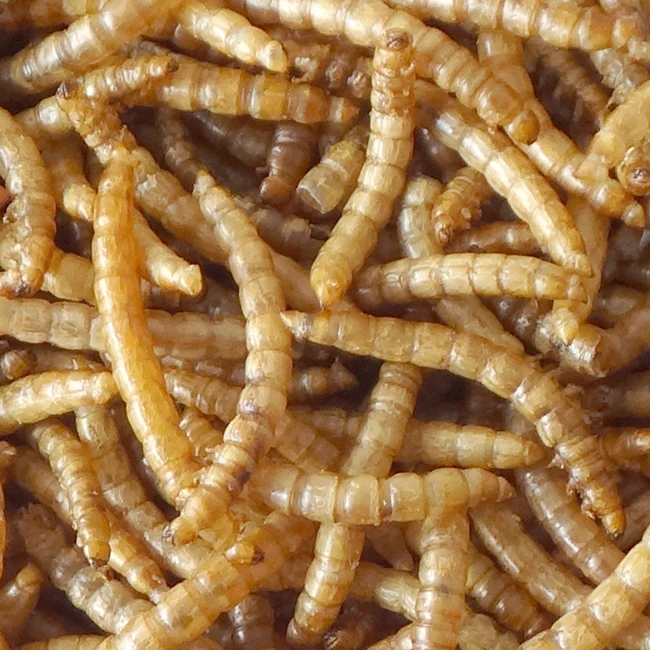 High Nutrition Poultry Chicken Bird Feed Dried Mealworm 800g