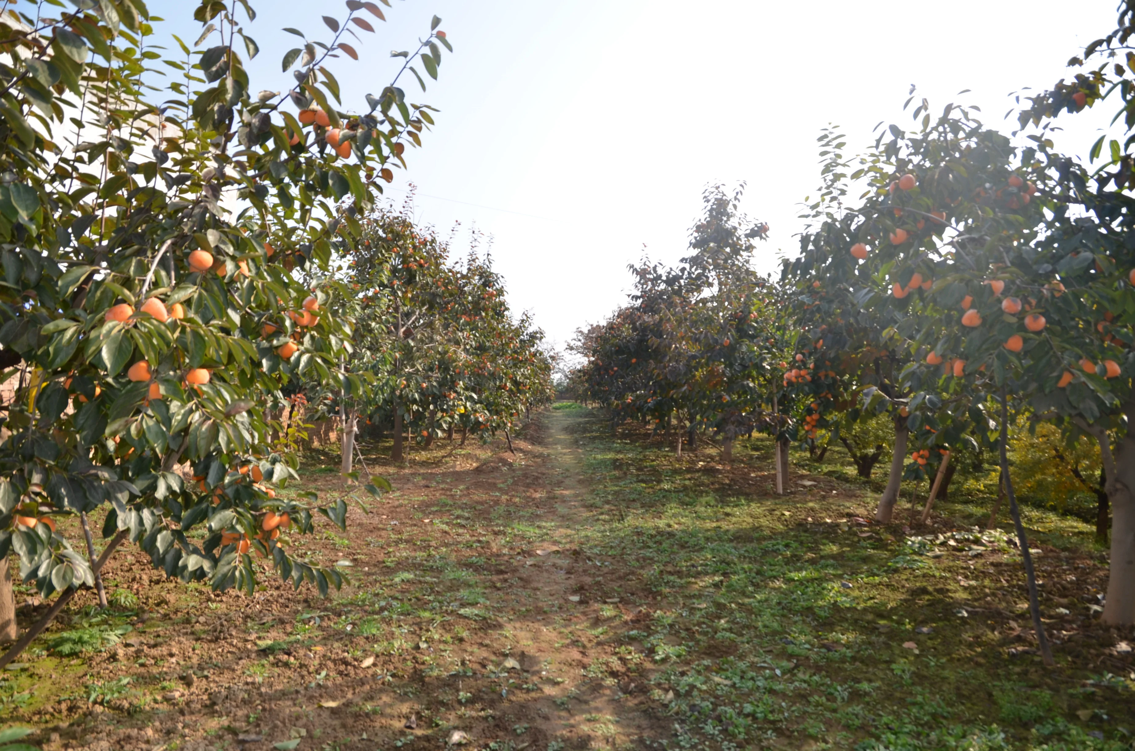 Soft Dried Persimmons Hoshigaki Snacks Most Popular in Korean