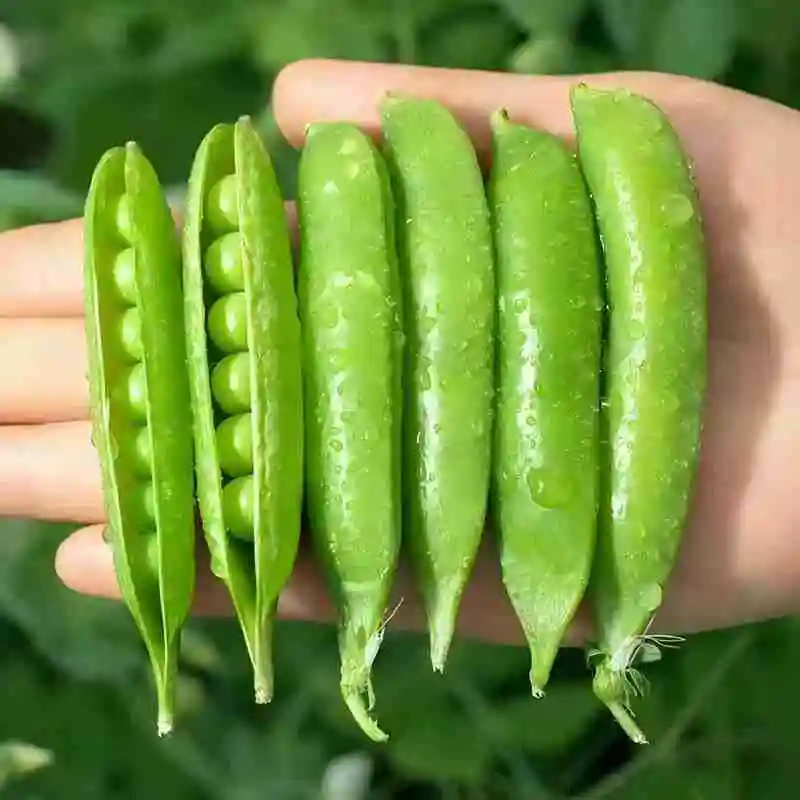 High-quality pea protein powder pea extract