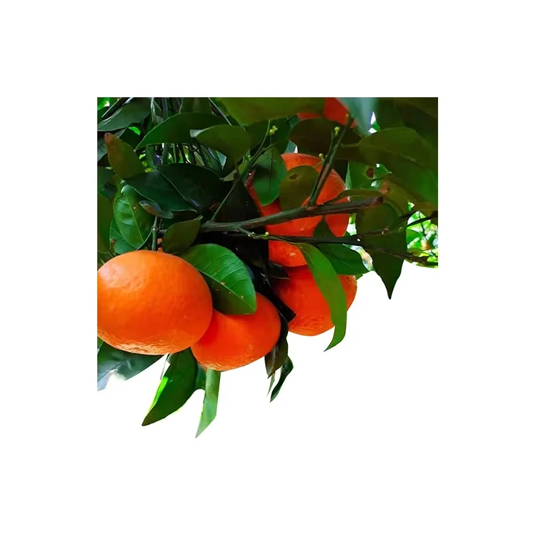 Factory Wholesale Fresh Citrus Summer Valencia Orange Sweet Tangerine