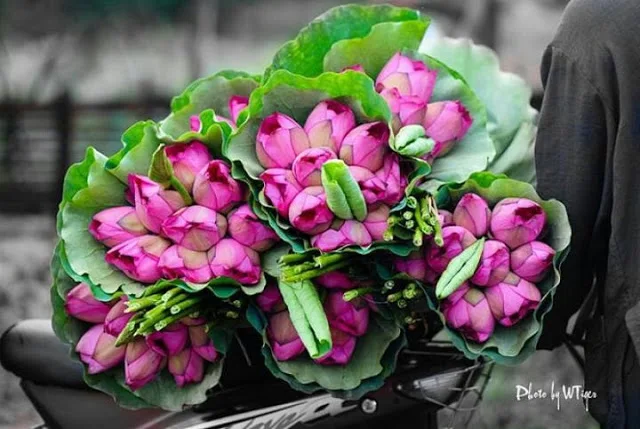 Fresh Lotus Flower from Vietnam - Competitive price