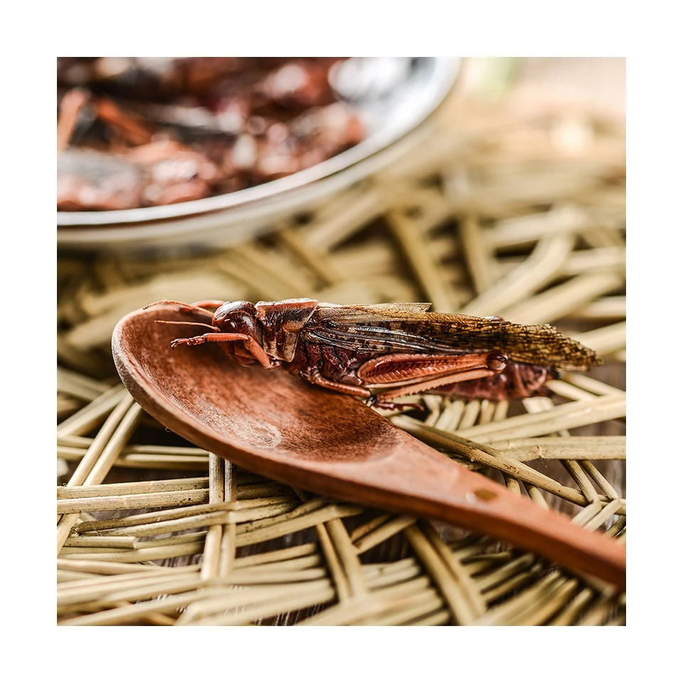 Proper Price Top Quality Animal feed Pet Organic Pet Food Eco-fresh Grasshopper