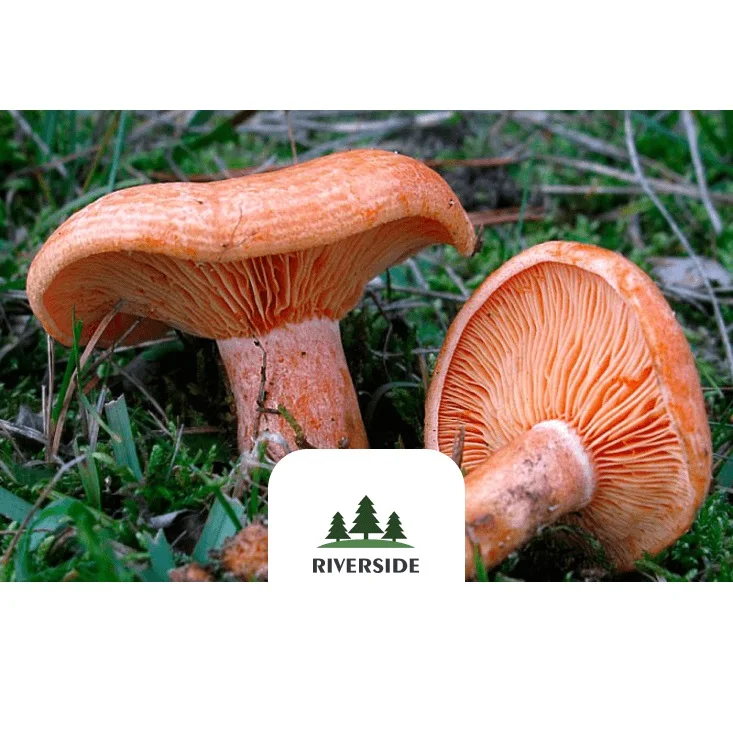 Eco-Friendly Plastic Trays Prepacking Brown Saffron Milk Caps Mushrooms Grown in Clear and Wild Forests