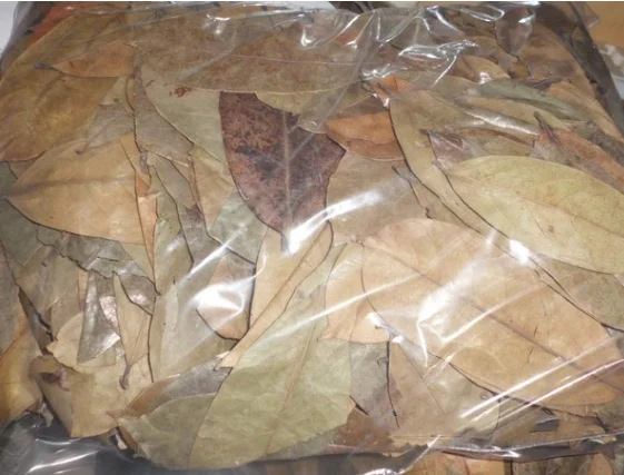 
Fresh Soursop Leaves /DRIED Graviola Leaf tea / Whatsapp +84-845-639-639 