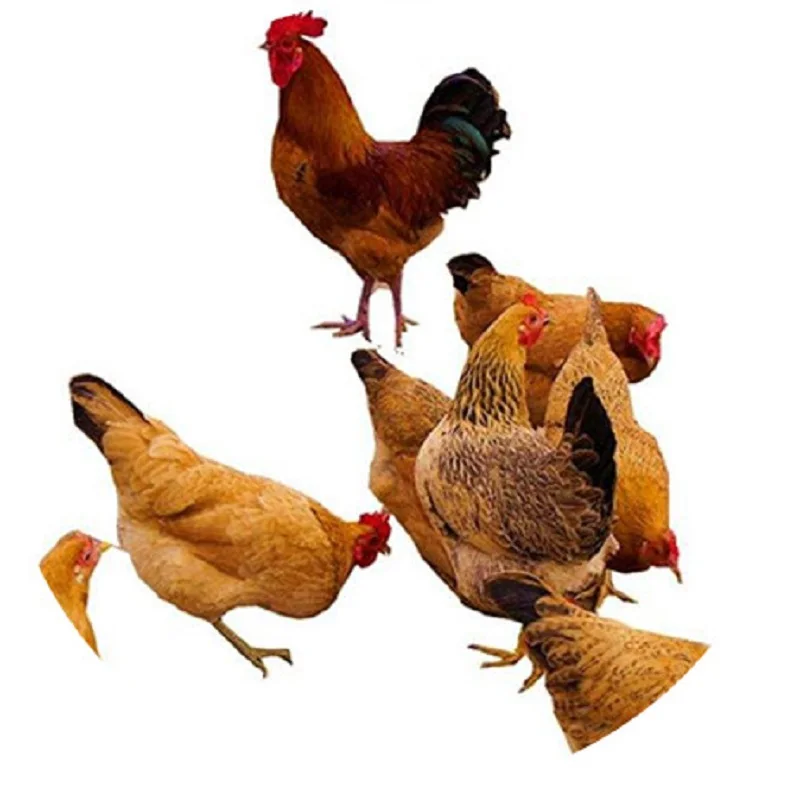 Feed Grade Poultry Additive 96% Betaine Anhydrous Liquid and Powder For Cow Pig Chicken Cattle