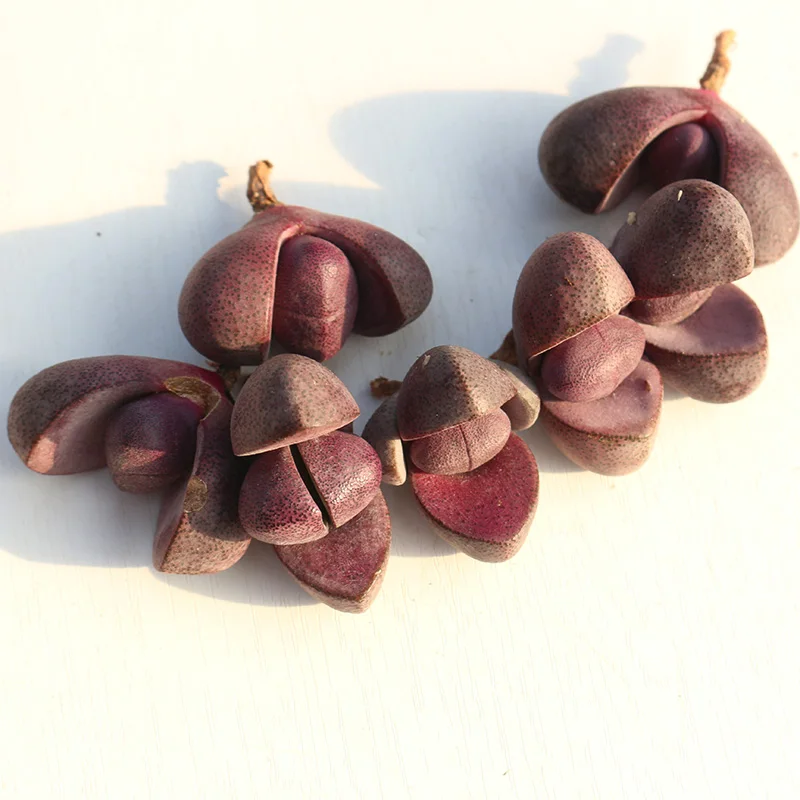 
3cm violet Lithops in bonsai Wholesale sales of all kinds of Dendrobium lithops 