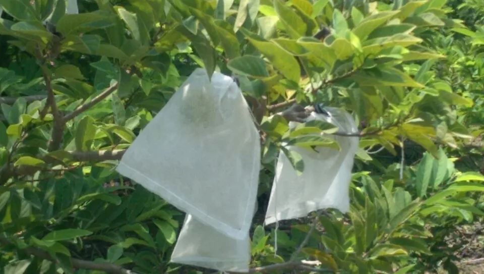 Свежие фрукты анноны-высокое качество и Лучшая цена 2022-свяжитесь с нами для получения дополнительной