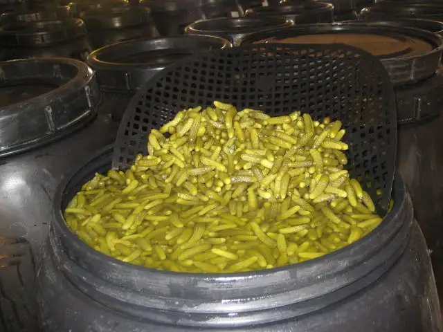 
Gherkins Exporters in Salt Fermented 