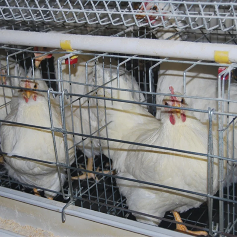 
Female chicken cage & male chicken cage for poultry farm by artificial insemination  (62556744028)