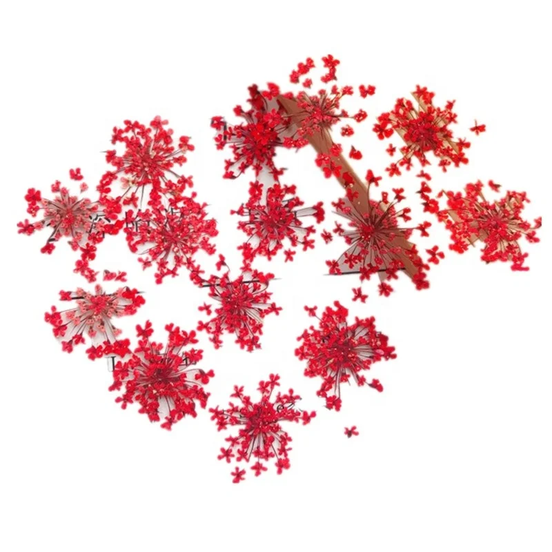 hotsale nail art dry flower dried Ammi Visnaga Lace Petal  real natural pressed Lace flower for resin and mobile phone case